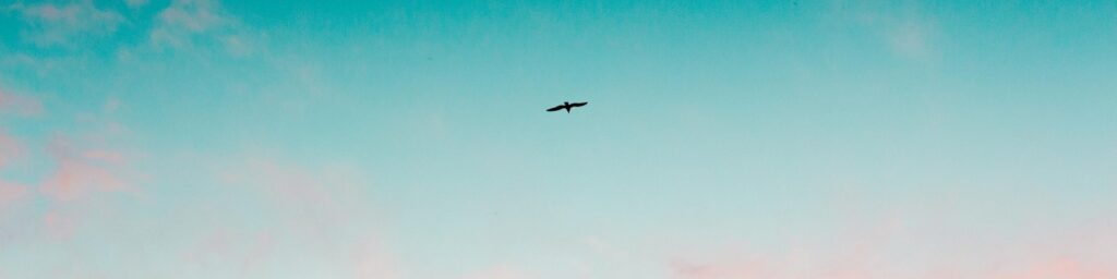 a bird|a bird|a bird