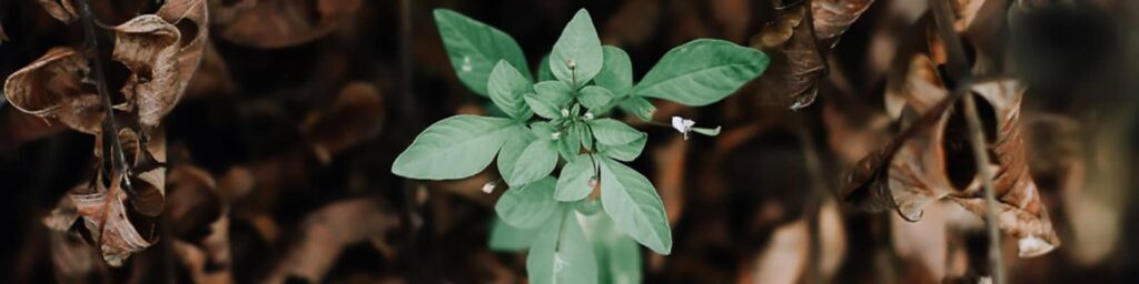 digital transformation|Beano|future audience|Change|digital transformation conference stand|Green shoots of hope and transformation|Ideas start here yellow sign at digital agency|Digital Transformation stand at conference|Beano Christmas Chaos Ad